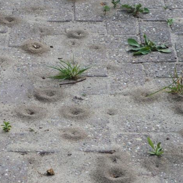 NVWA_ExotischeMierensoorten