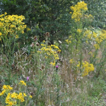 Jakobskruidkruid_LaurensSparrius