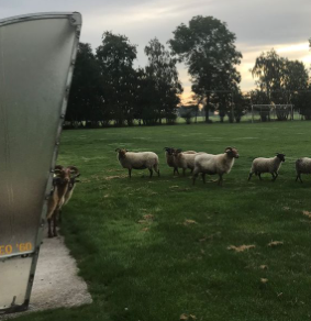 Schapen_Zegveld_RTVUtrecht