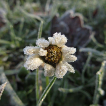 BevrorenMadeliefje_Floron