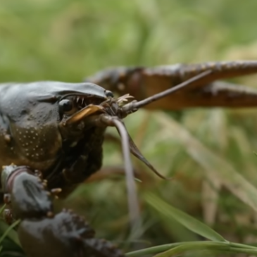 AmerikaanseRivierkreeft_Focus