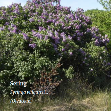 Sering_veldgidsInvasievehoutigeplantenNL