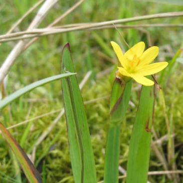 GeleBieslelie_Floron