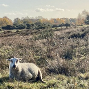 Schaap_Golfbaan_LeeLennox