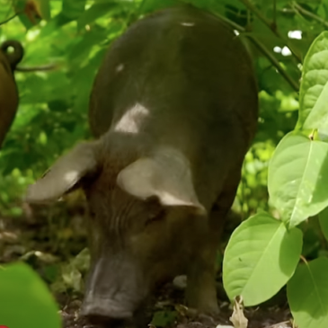 Varkens_Duizendknoop