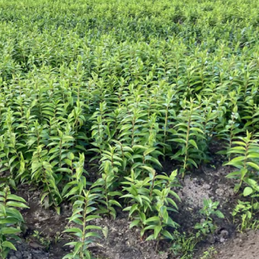 Lelieveld-N&MUrgenda