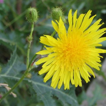 Sonchus_arvensis_2_bgiu