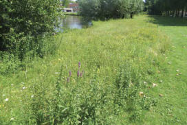 Soortenrijke berm in Laarbeek, foto: Stadswerk, nr. 8 2021