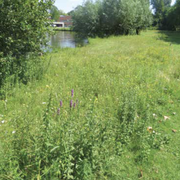 Soortenrijke berm in Laarbeek, foto: Stadswerk, nr. 8 2021