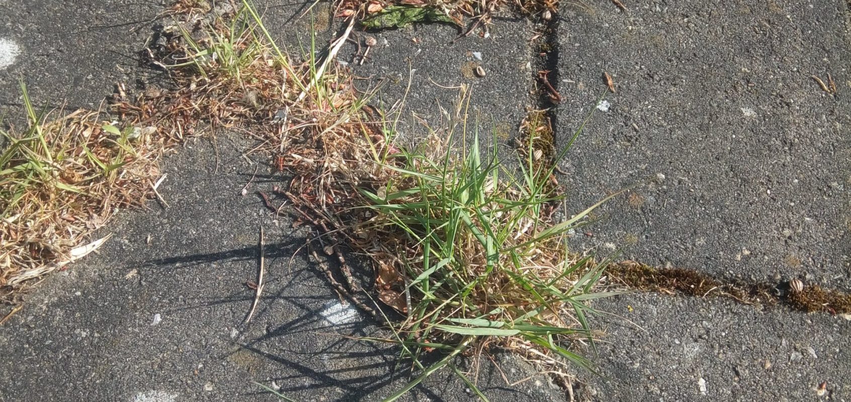 Straatgras_onkruidvergaat