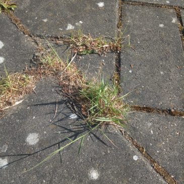 Straatgras_onkruidvergaat