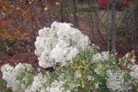 Bloeiende struikaster (invasief)