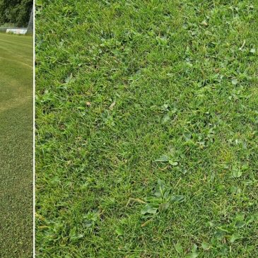 Weegbree_Fieldmanager