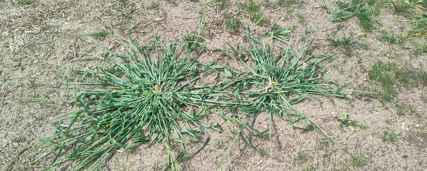 MediterraniseringGrassen_Floron_NatureToday