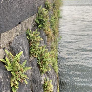 Het Stenen Hoofd herbergt een rijke populatie Schubvarens (Bron: Ton Denters)