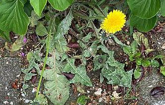 stoepplantje-krijt-paardenbloem