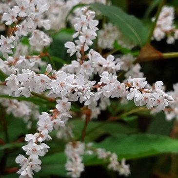 Afghaanse duizendknoop. Bron: Ruud Beringen