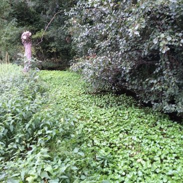 grote_waternavel_Waterschap_Limburg