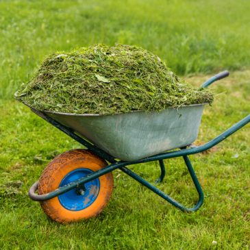 Wheelbarrow full of grass