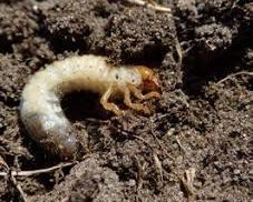 Engerling_Ernst Bos_ Handreiking pesticidenvrij sportgrasbeheer