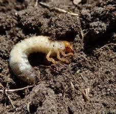 Engerling_Ernst Bos_ Handreiking pesticidenvrij sportgrasbeheer