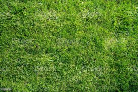 Gras