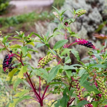 Phytolacca americana