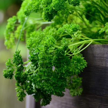 parsley