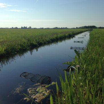 rij_kreeftenfuiken.HSK