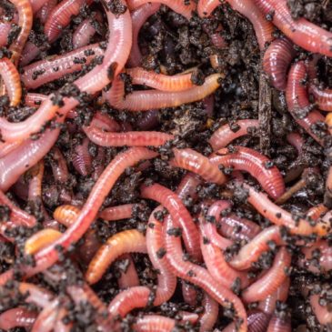 Regenworm