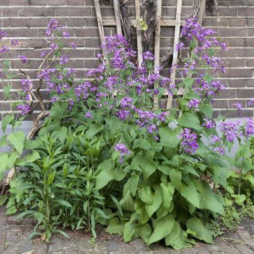 week_van_de_groene_tuin_Geveltuin_SjonHeijenga